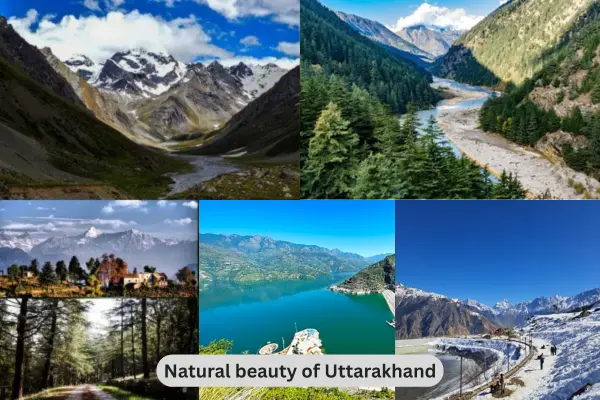 Corbett forest — early morning safari