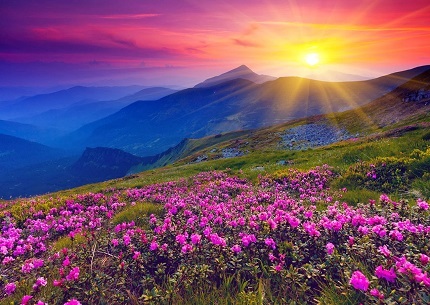 valley of flowers uttarakhand dmc