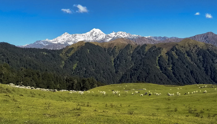 dayara-bugyal-trekking-tour