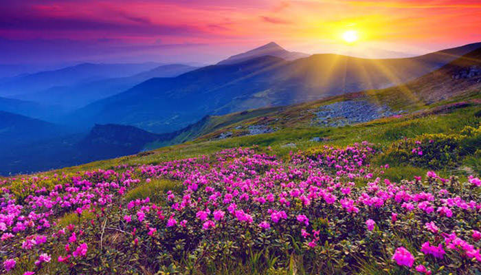 valley of flowers trekking tour